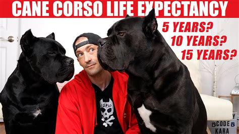 Cane Corso Life Expectancy And How To Extend Their Life Hudogs