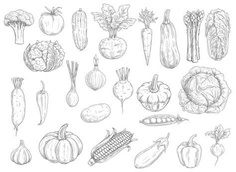 Premium Vector Farm Vegetables Sketches Illustration