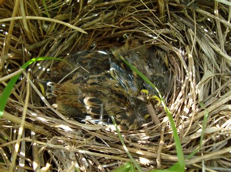 South Notts Ringing Group: Yellowhammer nest