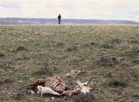 Fatal Winter Puts ‘path Of The Pronghorn’ On Shaky Ground Wyofile