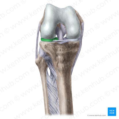 Kniegelenk Anatomie Aufbau Und Funktion Kenhub