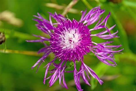 Free Images Nature Blossom Meadow Flower Petal Herb Produce