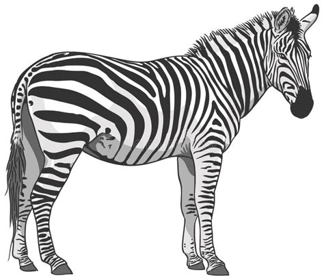 Isolated Zebra Illustration Stock Vector Illustration Of Zebra