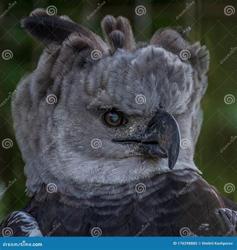 Portrait of Harpy Eagle Harpia Harpyja Proudly Looks Away Stock Image - Image of avian, guyane ...