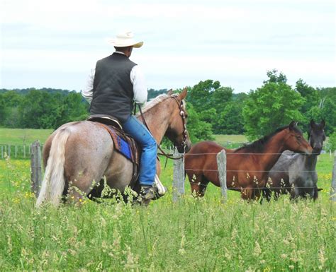 Northstar Livestock