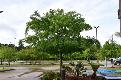 Drake Elm Ulmus Parvifolia Drake In Lafayette Louisiana La At