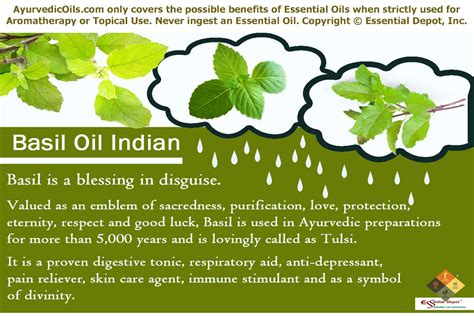 Chemical Constituents Of Basil Oil Indian Essential Oil