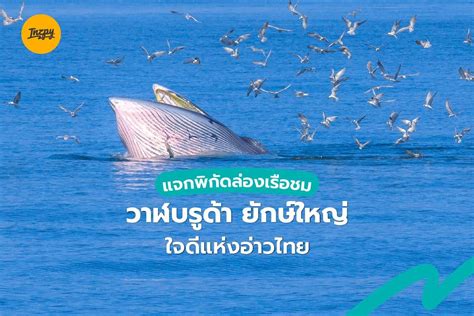 แจกพิกัดล่องเรือชม “วาฬบรูด้า” ยักษ์ใหญ่ใจดีแห่งอ่าวไทย