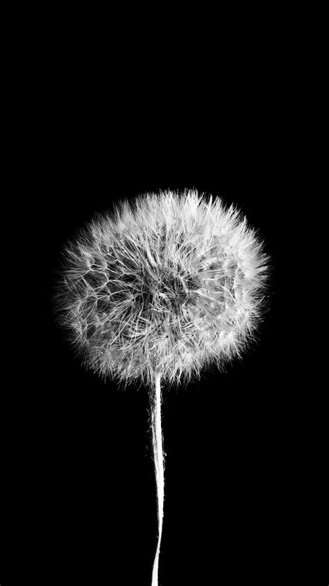 Samsung Galaxy Dandelion Wallpaper