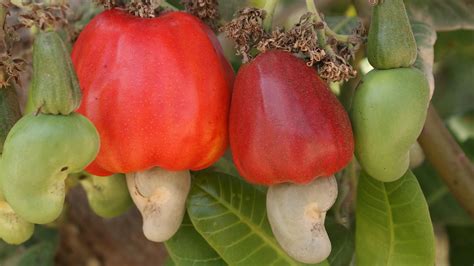 Cashew Nuts