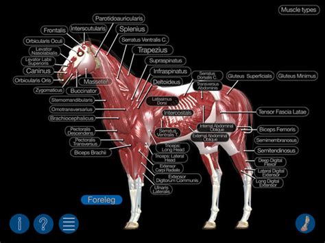 Horse Anatomy Equine 3d On The App Store