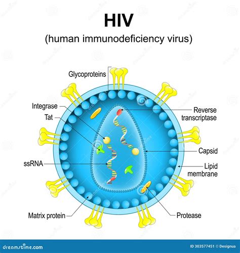 Human Immunodeficiency Virus. Close-up of a HIV Virion Structure Stock ...