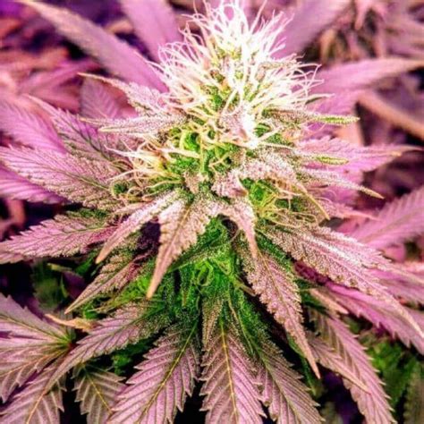 Buy Sex Wax Feminised Seeds By Holy Smoke Seeds Intl Starseed Network