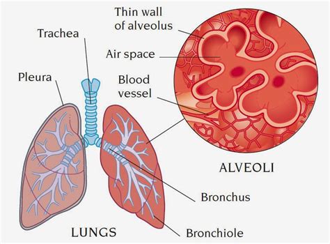 Lung Diagram With Alveoli