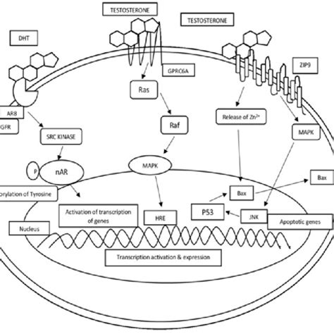 Schematic Representation Of Putative Membrane Androgen Receptors And Download Scientific