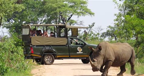 Safari no Parque Nacional Kruger A principal atração na África