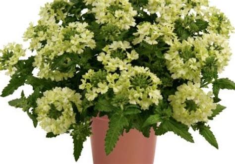 Verbena Hybrida Vanessa Compact Lime Jaunstādi Onavalv