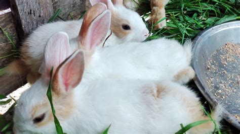 খরগোশ পালন Rabbit Rearing খরগোশের দাম কেমন খরগোশ কি কি খাবার খায়