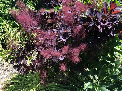 Cotinus Coggygria Royal Purple Cotinus Coggygria Royal Purple