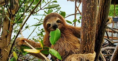 Sab As Qu Hoy Es El D A Internacional Del Oso Perezoso Peri Dico