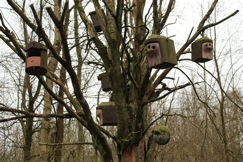 Nistkästen selbst bauen Ein Unterschlupf für heimische Vögel Cuxverein