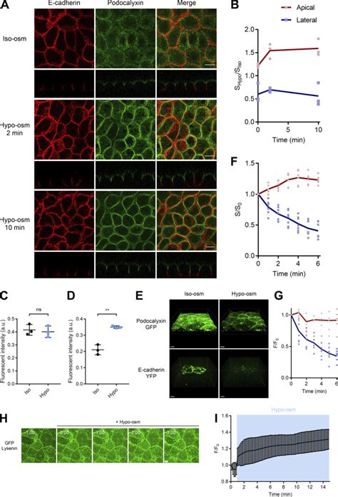 Selective expansion of apical membrane of epithelial cells induced by ...