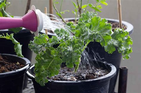 How To Grow Kale From Seed Indoors Storables