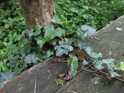 Am Wegesrand Würgt Efeu Unsere Bäume Waldwissen Die Rheinpfalz