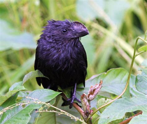 Nature Photography By Dave Roach Smooth Billed Ani Crotophaga Ani