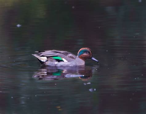 teal hunting trips book  huntanywherecom