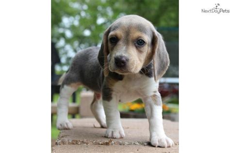 Kannonrare Blue Coat417 372 1418 Blue Beagle Puppies Blue Beagle