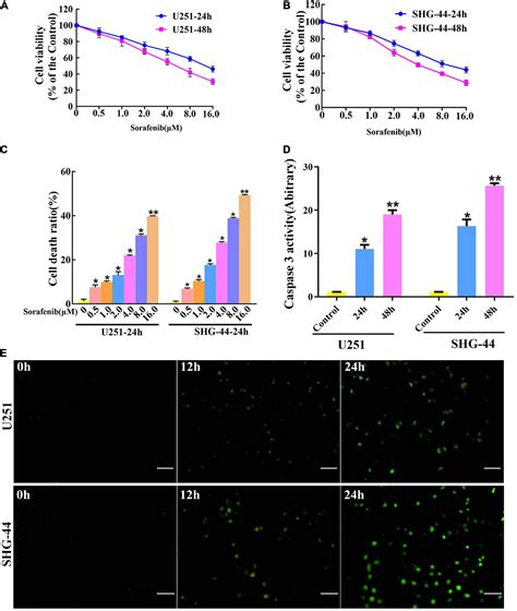 Frontiers Oxidative Stress Activated By Sorafenib Alters The