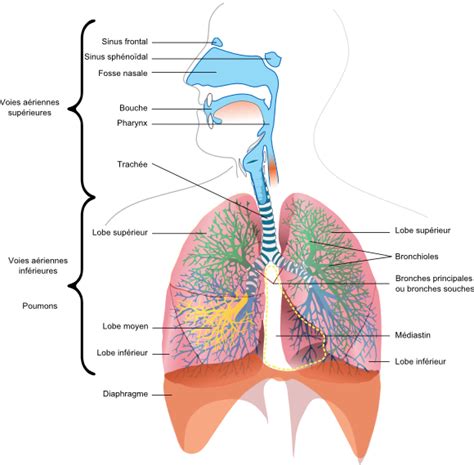 La Respiration Physiologie Du Corps Humain Plong E Sous Marine