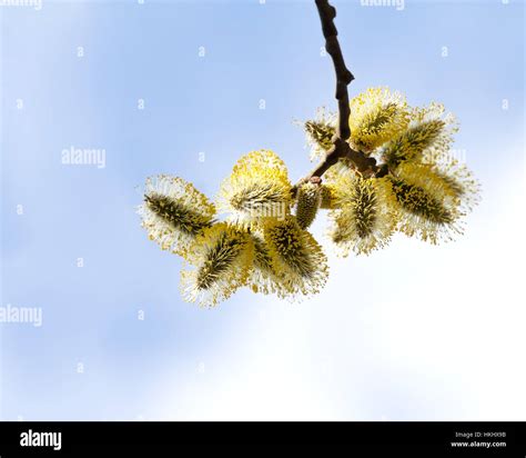 Spring Pussy Willow Branch On Blue Sky Background Stock Photo Alamy