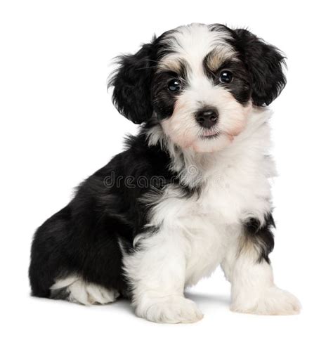 A Beautiful Sitting White Spotted Havanese Puppy Dog Stock Image Image