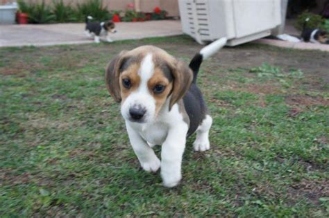 Pocket Beagle Mini Beagles Puppies Up To 3litters Expected August 2014