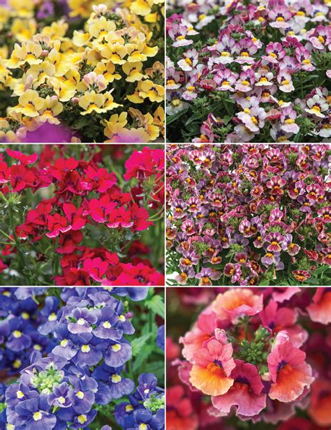 Nemesia Flower Images | Best Flower Site