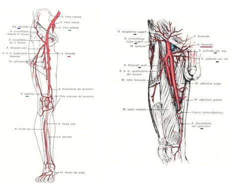 Arteria Femorale