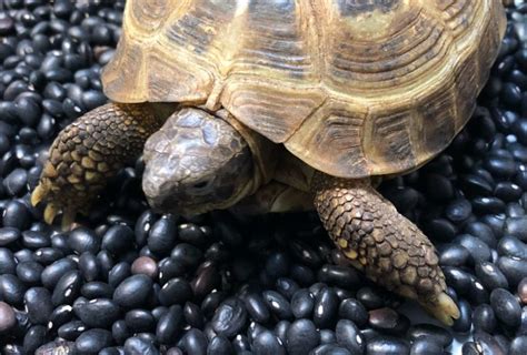 How to Care for Your Russian Tortoise - Allan's Pet Center