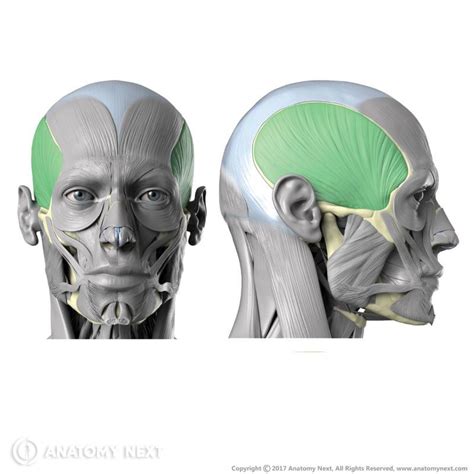 Temporalis Encyclopedia Anatomyapp Learn Anatomy 3d Models