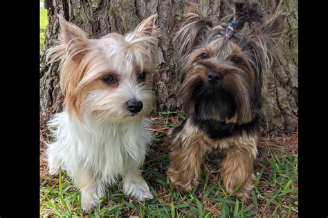 Furever Love Yorkies Yorkshire Terrier Puppies For Sale In Flint Tx