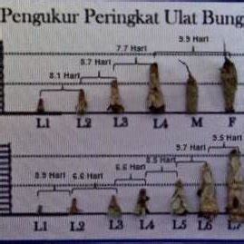 The bagworm, Metisa plana life cycle | Download Scientific Diagram