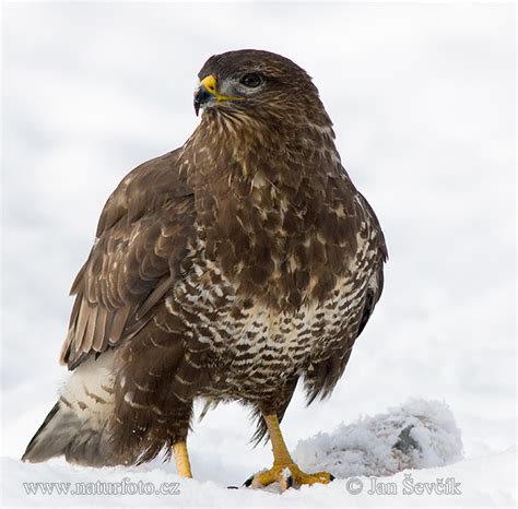 Buse variable Photographie