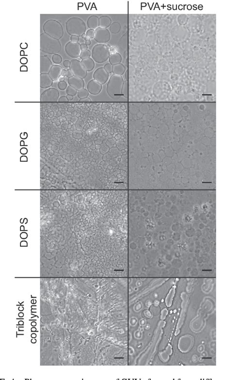 Figure From Gel Assisted Formation Of Giant Unilamellar Vesicles