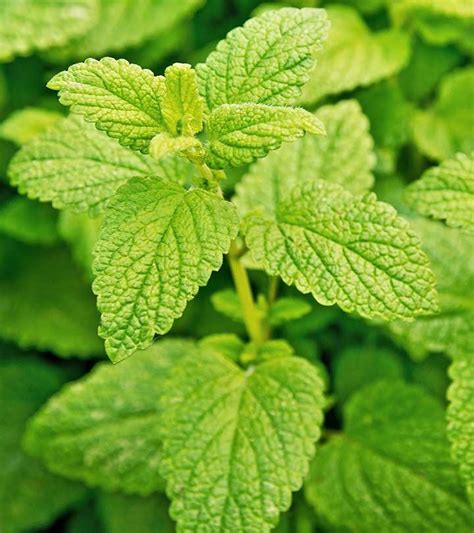 Amazing Health Benefits And Uses Of Lemon Balm