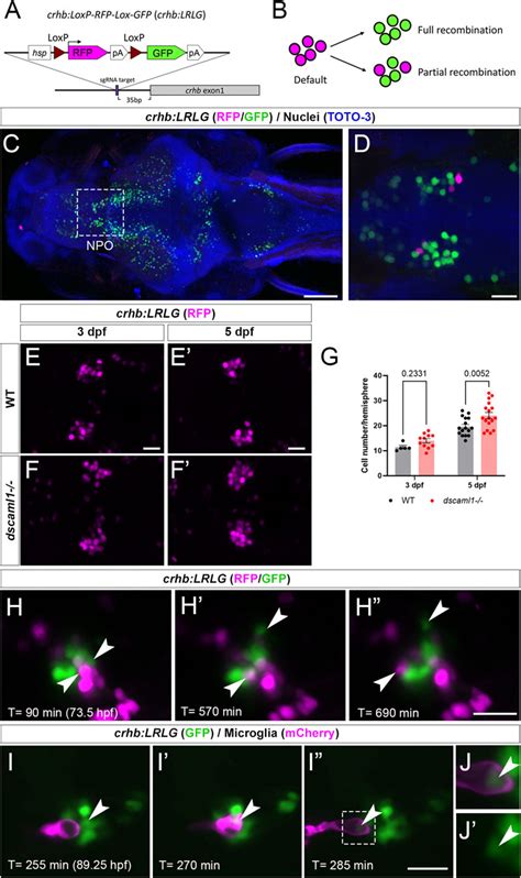 Frontiers Deficiency In The Cell Adhesion Molecule Dscaml Impairs