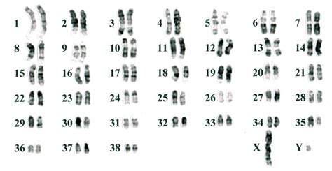 Genetics 101 for Dog Breeders — American Kennel Club