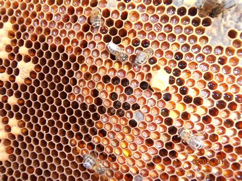 Comunidad de foros de Apicultura - polen de un año - Preguntas y dudas ... 