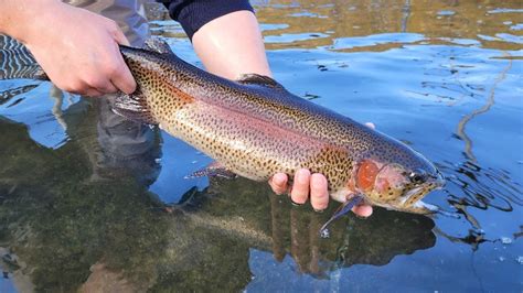 2024 Adult Trout Stocking Schedule Now Available Solomons Words For