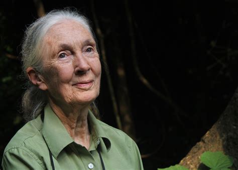 How Old Is Jane Goodall 2024 Cloe Melony